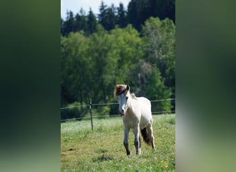 Islandpferd, Stute, 1 Jahr, 140 cm