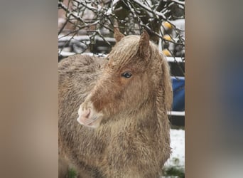 Islandpferd, Stute, 1 Jahr, 140 cm, Palomino