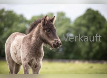 Islandpferd, Stute, 1 Jahr, 140 cm, Rappe