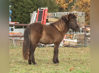 Islandpferd, Stute, 1 Jahr, 140 cm, Rappe