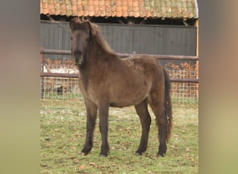 Islandpferd, Stute, 1 Jahr, 140 cm, Rappe