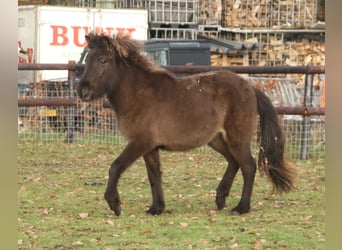 Islandpferd, Stute, 1 Jahr, 140 cm, Rappe
