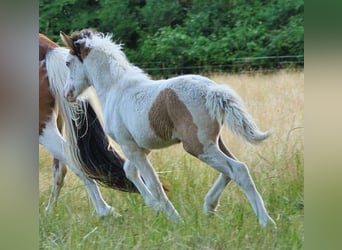 Islandpferd, Stute, 1 Jahr, 140 cm, Schecke