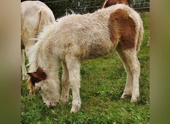 Islandpferd, Stute, 1 Jahr, 140 cm, Schecke
