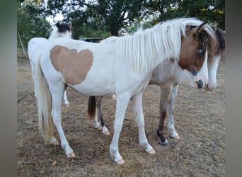 Islandpferd, Stute, 1 Jahr, 140 cm, Schecke