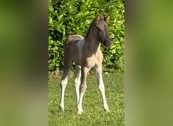 Islandpferd, Stute, 1 Jahr, 140 cm, Schecke