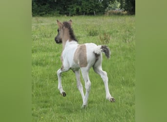 Islandpferd, Stute, 1 Jahr, 140 cm, Schecke