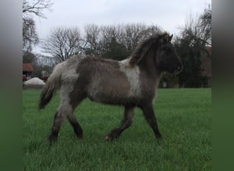 Islandpferd, Stute, 1 Jahr, 140 cm, Schecke