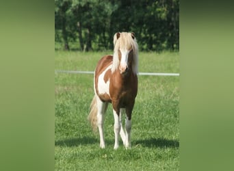 Islandpferd, Stute, 1 Jahr, 140 cm, Tobiano-alle-Farben