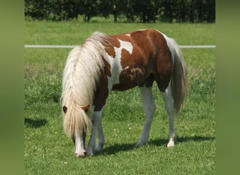 Islandpferd, Stute, 1 Jahr, 140 cm, Tobiano-alle-Farben
