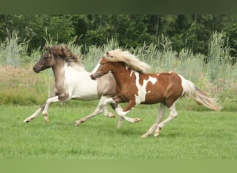 Islandpferd, Stute, 1 Jahr, 140 cm, Tobiano-alle-Farben