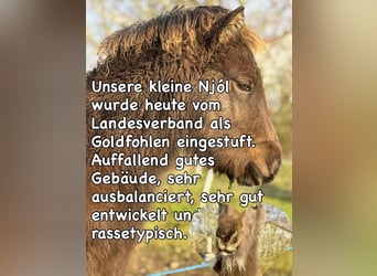 Islandpferd, Stute, 1 Jahr, 142 cm