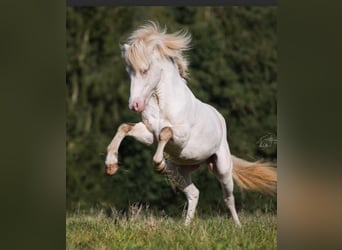 Islandpferd, Stute, 1 Jahr, 142 cm