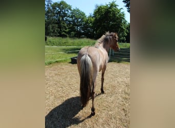 Islandpferd, Stute, 1 Jahr, 143 cm, Roan-Bay