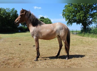 Islandpferd, Stute, 1 Jahr, 143 cm, Roan-Bay