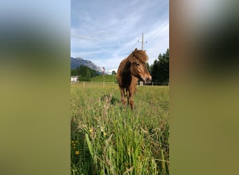 Islandpferd, Stute, 1 Jahr, 145 cm, Brauner