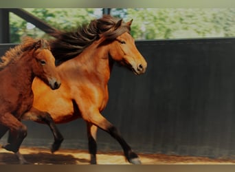 Islandpferd, Stute, 1 Jahr, 145 cm, Brauner