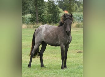 Islandpferd, Stute, 1 Jahr, 145 cm, Roan-Blue