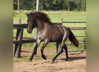 Islandpferd, Stute, 1 Jahr, 145 cm, Roan-Blue