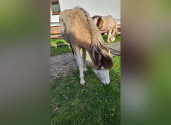 Islandpferd, Stute, 1 Jahr, 145 cm, Schecke