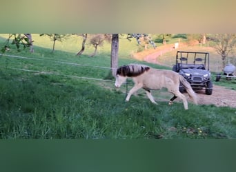 Islandpferd, Stute, 1 Jahr, 145 cm, Schecke
