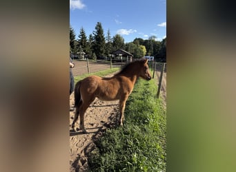 Islandpferd, Stute, 1 Jahr, Brauner