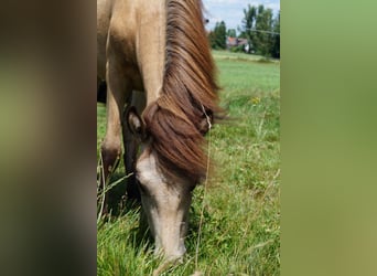 Islandpferd, Stute, 1 Jahr, Buckskin