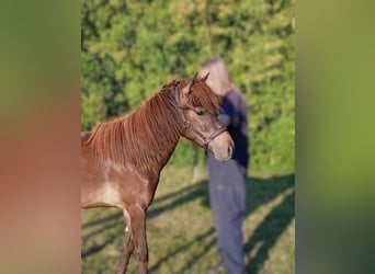 Islandpferd, Stute, 1 Jahr, Dunkelbrauner