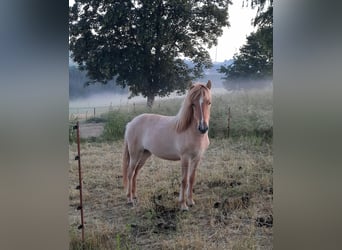 Islandpferd, Stute, 1 Jahr, Falbe