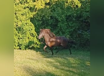 Islandpferd, Stute, 1 Jahr, Rappe
