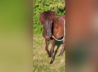 Islandpferd, Stute, 1 Jahr, Rappe