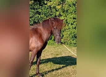 Islandpferd, Stute, 1 Jahr, Rappe