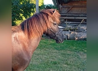 Islandpferd, Stute, 1 Jahr, Rappe
