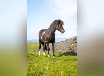 Islandpferd, Stute, 1 Jahr, Schecke