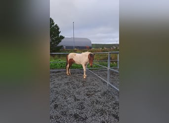 Islandpferd, Stute, 1 Jahr, Schecke