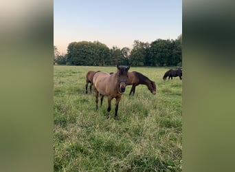 Islandpferd, Stute, 20 Jahre, 140 cm, Falbe