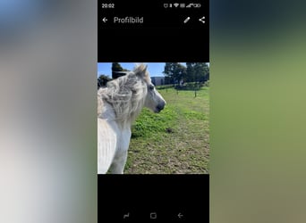 Islandpferd, Stute, 20 Jahre, 140 cm, White