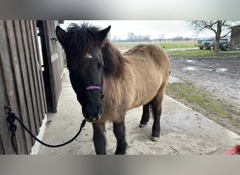 Islandpferd, Stute, 20 Jahre, 145 cm, Falbe