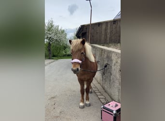 Islandpferd, Stute, 21 Jahre, 135 cm, Fuchs