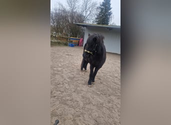 Islandpferd, Stute, 21 Jahre, 135 cm, Rappe