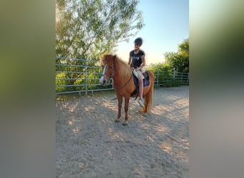 Islandpferd, Stute, 21 Jahre, 140 cm
