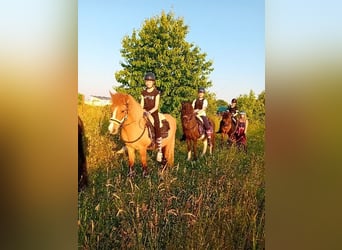 Islandpferd, Stute, 21 Jahre, 140 cm
