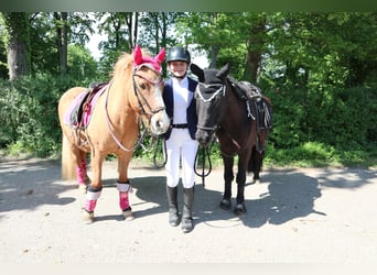 Islandpferd, Stute, 21 Jahre, 140 cm