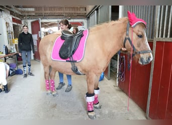 Islandpferd, Stute, 21 Jahre, 140 cm