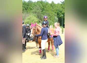 Islandpferd, Stute, 21 Jahre, 140 cm