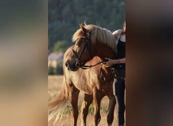 Islandpferd, Stute, 22 Jahre, 135 cm, Fuchs