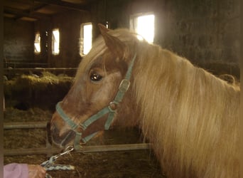 Islandpferd, Stute, 22 Jahre, 140 cm, Dunkelfuchs
