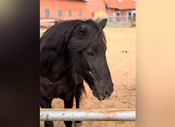 Islandpferd, Stute, 22 Jahre, 140 cm, Rappe