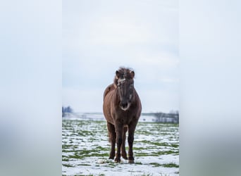 Islandpferd, Stute, 24 Jahre, 134 cm, Rappe