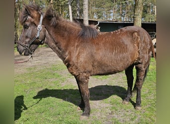 Islandpferd, Stute, 24 Jahre, 138 cm, Rappe